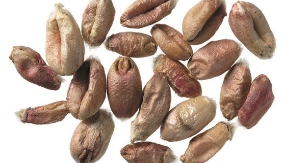Fusarium and microdochium in cereals
